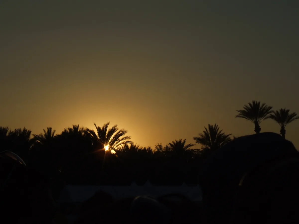 The desert landscape and palms of Indio