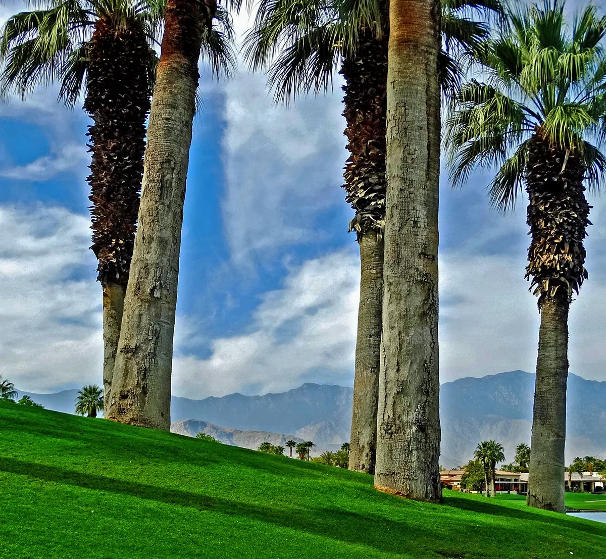 Palm trees and mountain scenery in Palm Desert